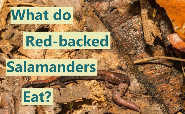 What do red backed salamanders eat?