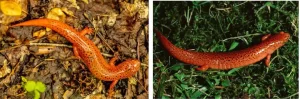 What do red salamanders look like