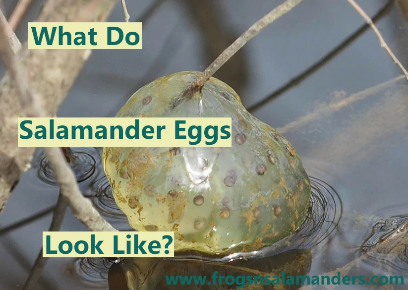 What do salamander eggs look like?