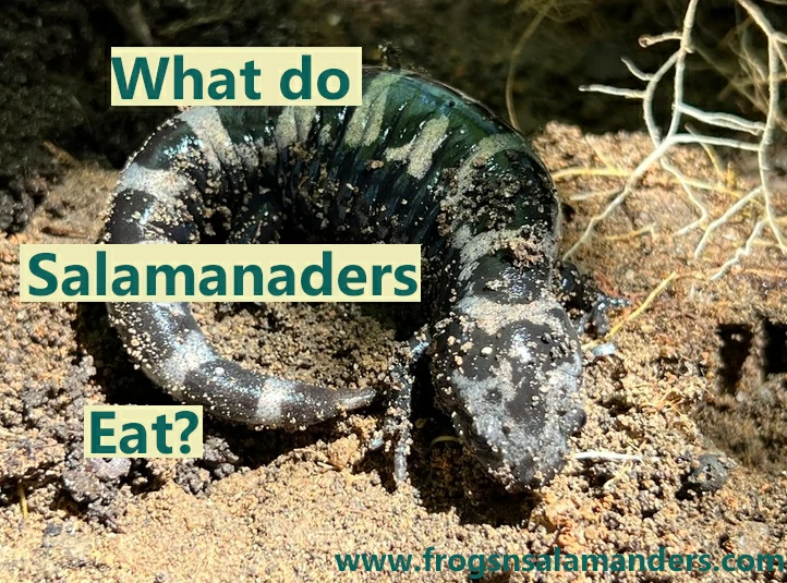 What do salamanders eat