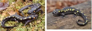 What do spotted salamanders look like