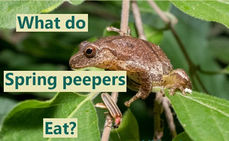 What do spring peepers eat?