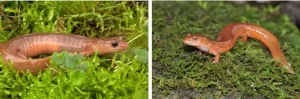 What do spring salamanders look like