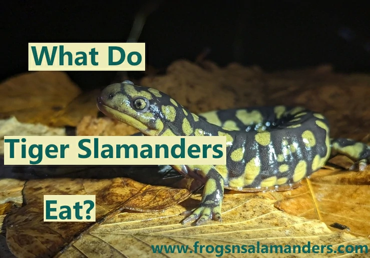 What do tiger salamanders eat