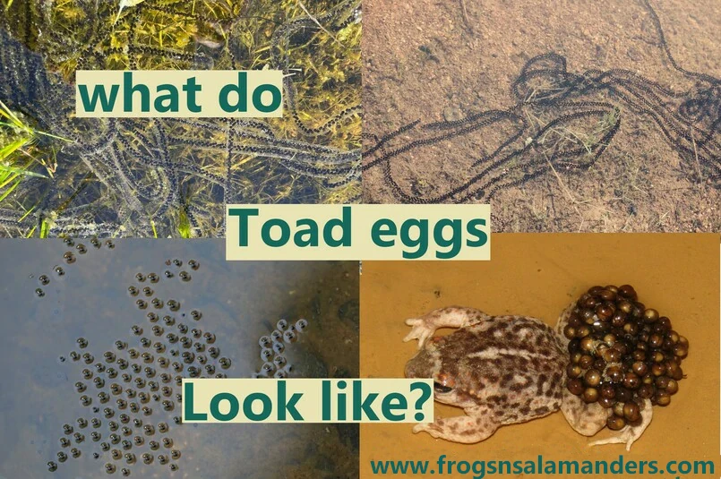 What do toad eggs look like?