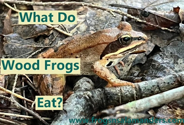 What do wood frogs eat?