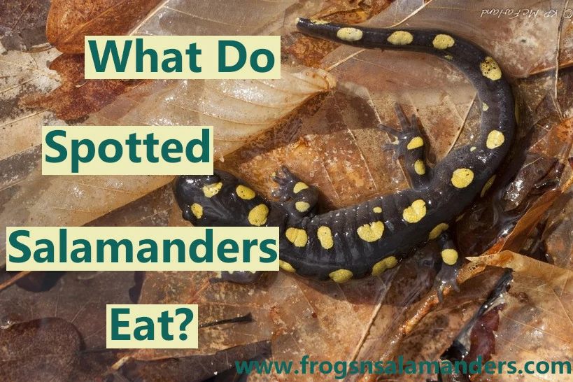 What do yellow spotted salamanders eat