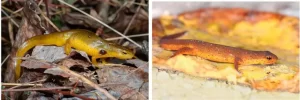 What eastern newts look like outside of the breeding season