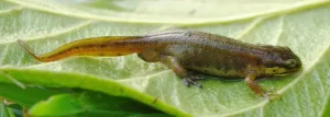 What female breeding palmate newts look like