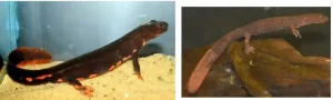 What paddle tail newts look like 1