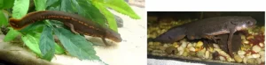 What paddle tail newts look like