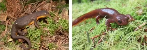 What rough skinned newts look like in the breeding season