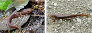 What rough skinned newts look like outside of the breeding season