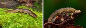 What smooth newts look like during the breeding season