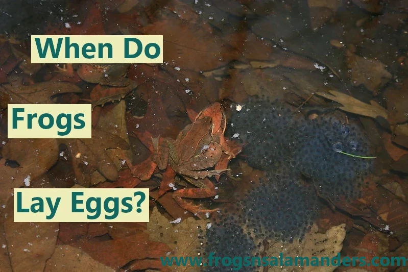 When do frogs lay eggs?