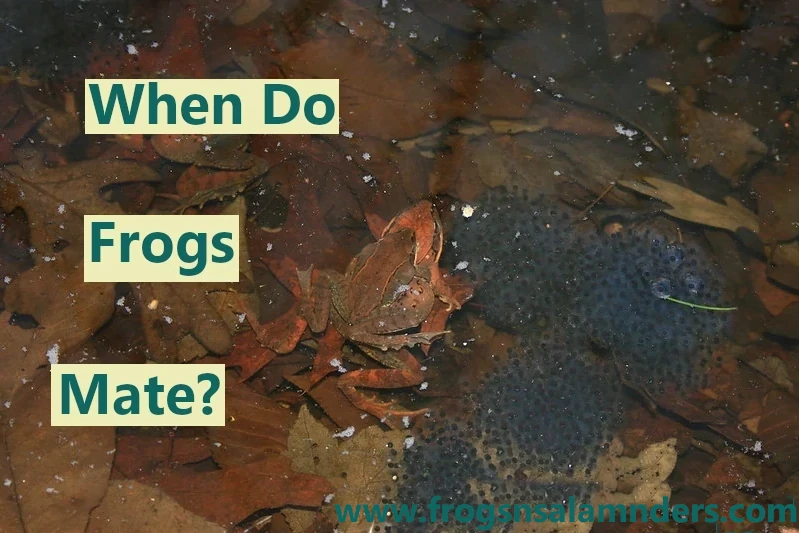 When do frogs mate?