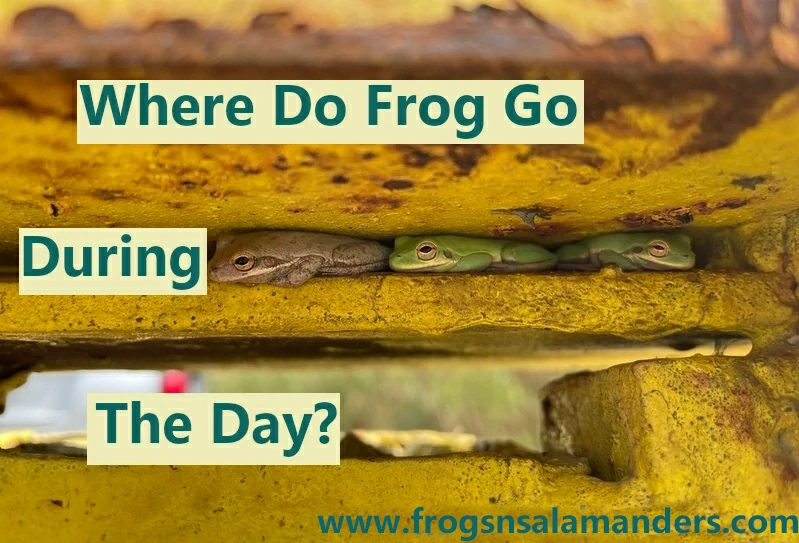 Where do frogs go during the day?