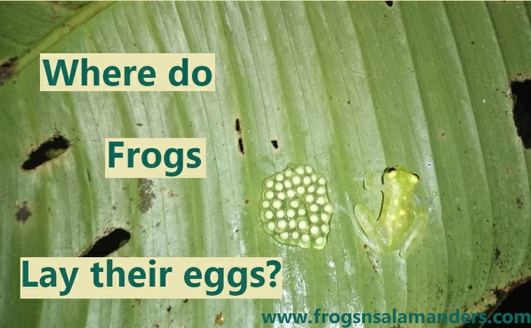 Where Do Frogs Lay Their Eggs? (Fully Explained)