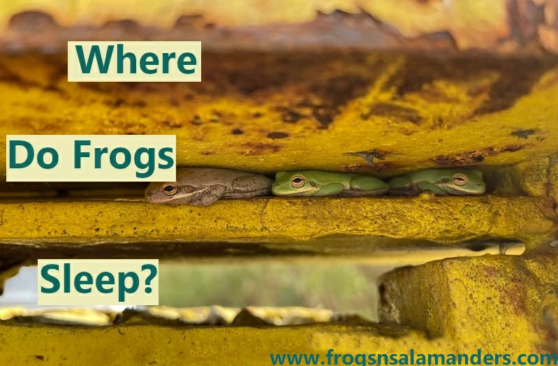 Where do frogs sleep?