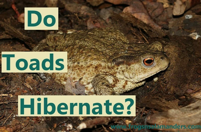 Where do toads go in the winter Do toads hibernate