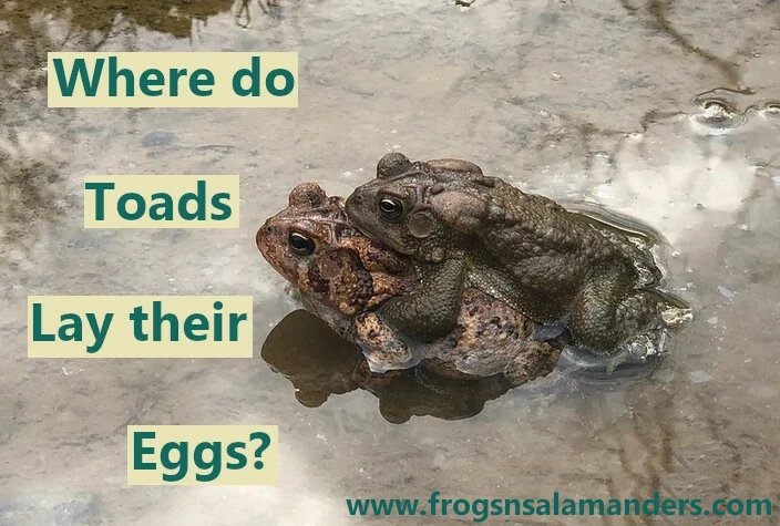 Where do toads lay their eggs?