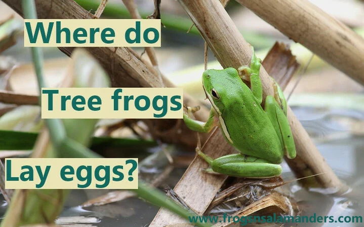 Where do tree frogs lay their eggs?