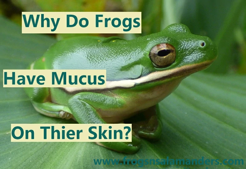 Why are frogs slimy?