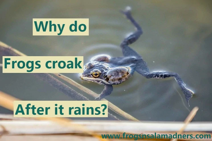 Why do frogs croak after it rains?