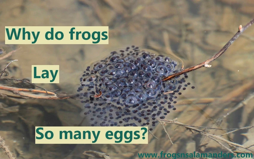 Why do frogs lay so many eggs?