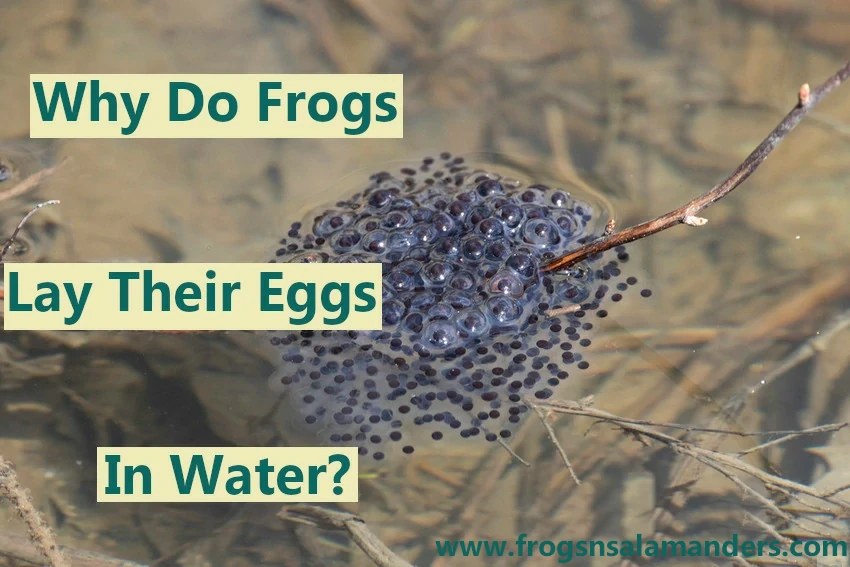 Why do frogs lay their eggs in water?