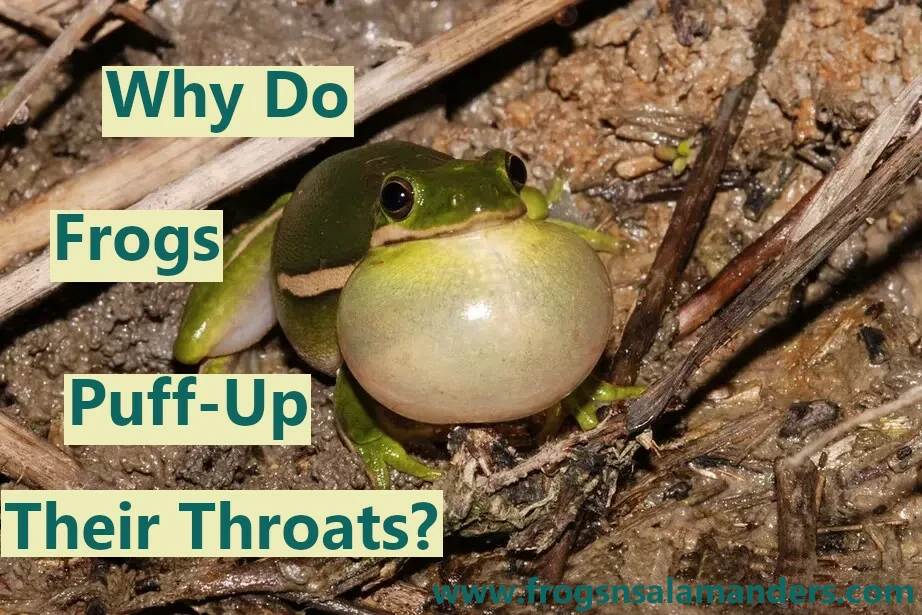 Why do frogs puff up their throats?