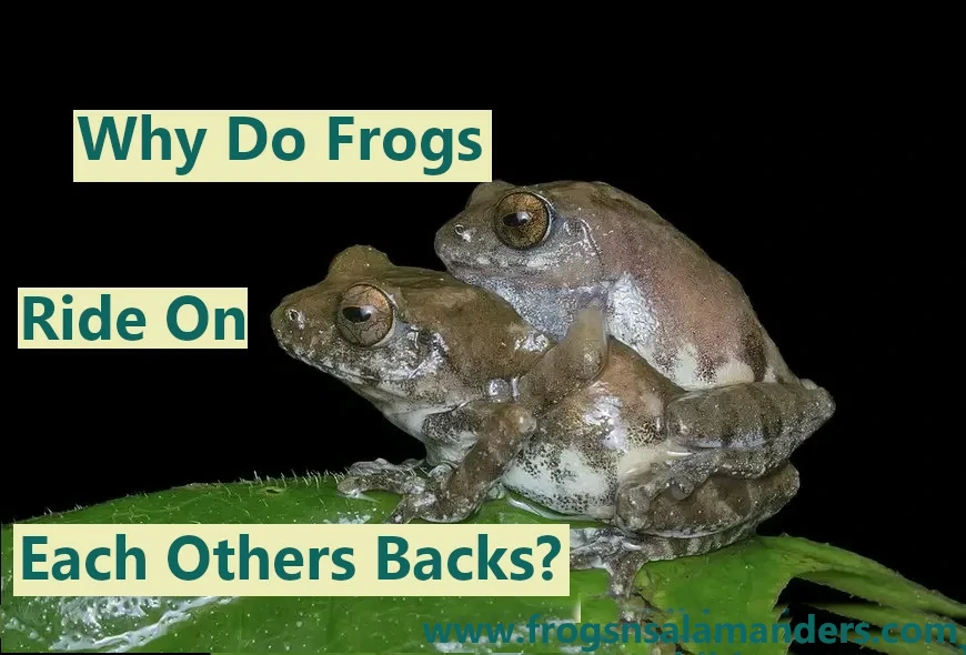 Why do frogs ride on each others backs?