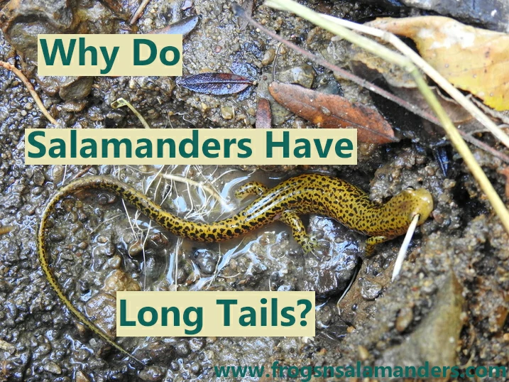 Why do salamanders' have long tails?