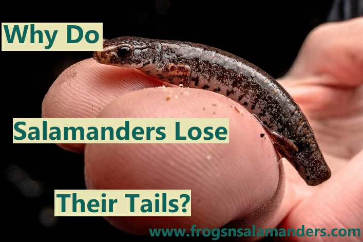 Why do salamanders lose their tails?