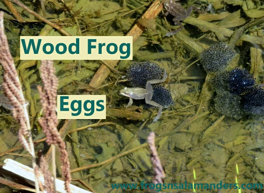 Wood Frog Eggs