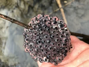 Wood frog egg mass on a twig