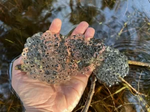 Wood frog egg mass with the contour of each individual egg visible