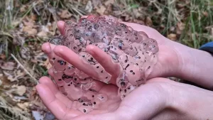 Wood frog eggs have a very lose consistency