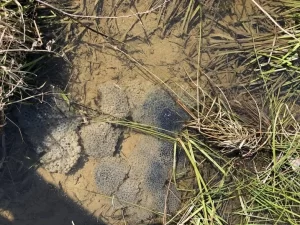 Wood frog eggs laid in direct sunlight