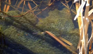 Wood frog eggs with algae