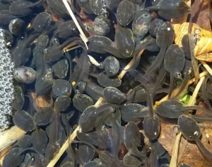 Wood frog tadpoles close up