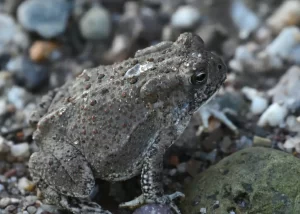 Woodhouses Toad Anaxyrus woodhousii