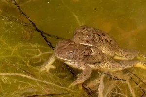 Woodhouses Toads mating and laying eggs