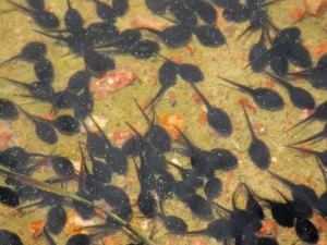 Woodhouses toad tadpoles