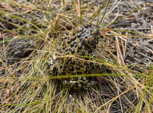 Yosemite Toad