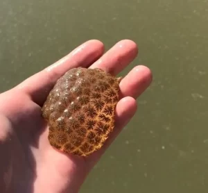 a clear bryozoan colony