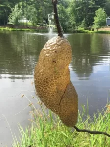 bryozoan colony