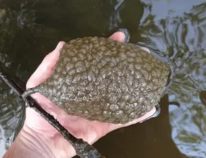 bryozoan colony in hand