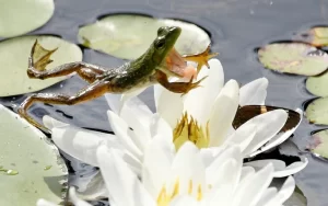 American bullfrog jumping to catch an insect