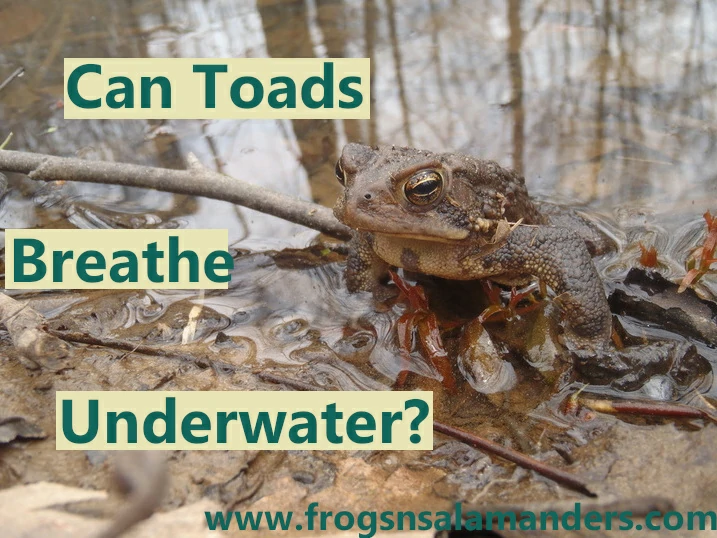 Can toads breathe underwater?